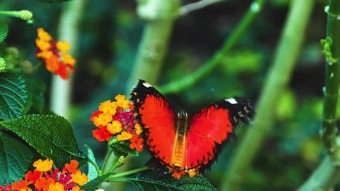 Close view of lacewing butterfly Stock Footage 309145786