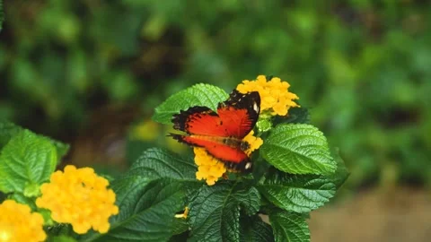 Close view of lacewing butterfly Stock Footage 309146068