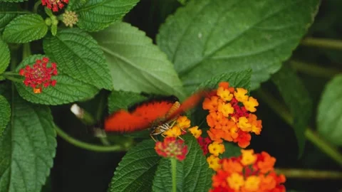 Close view of lacewing butterfly Stock Footage 309146077