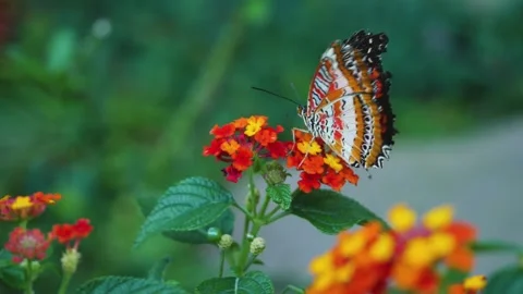 Close view of lacewing butterfly Stock Footage 309146078