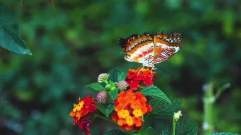 Close view of lacewing butterfly Stock Footage 309147289
