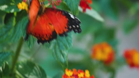 Close view of lacewing butterfly Stock Footage 309147717