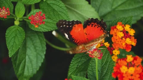 Close view of lacewing butterfly Stock Footage 309147721