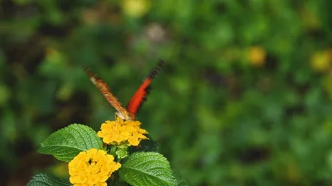 Close view of lacewing butterfly Stock Footage 309147723