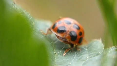 Close view of ladybug crawling on curved green leaf, panning. 動画素材 336865841