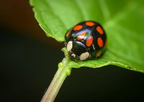 Close up view of a ladybug sitting on a leaf on a dark background Stock Photos
