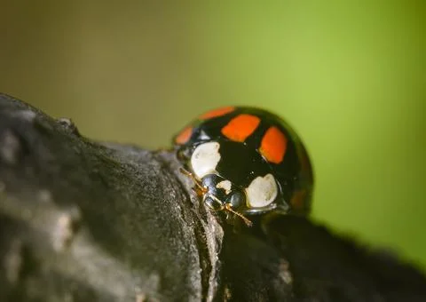 Close up view of a ladybug sitting on a tree branch Stock Photos