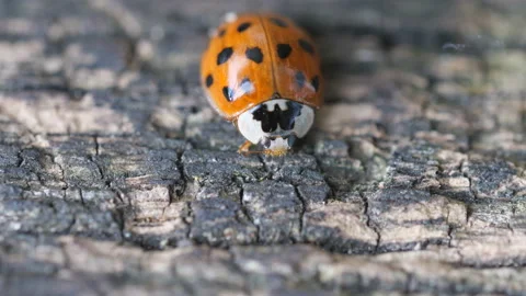 A close up view of a ladybug on a wooden surface. Stock Footage 165228267