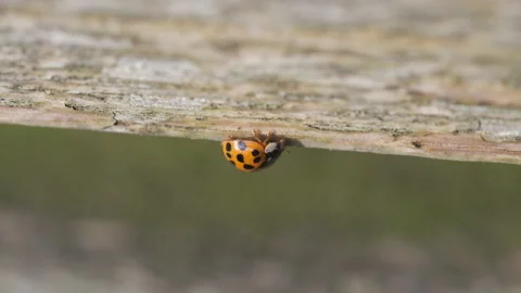 A close up view of a ladybug on a wooden surface. Video stock 166358841