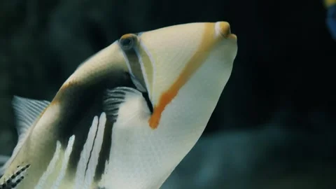 A close-up view of a Lagoon triggerfish (Rhinecanthus aculeatus) 스톡 동영상 303263786