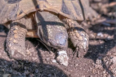 Close up view of a land tortoise walking on ground in Budva Stock Photos