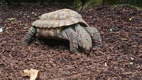 Close view of a land turtle walking  Stock Footage 267564409