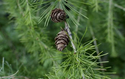 Close up view of larch with cones, background. Stock Photos