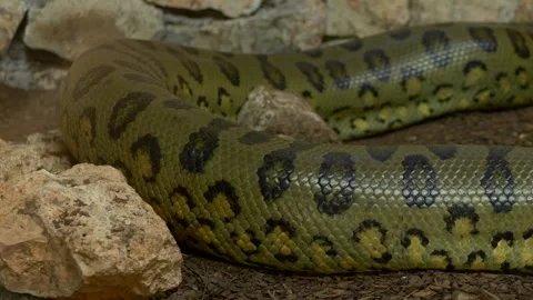 Close-up view of large anaconda Eunectes murinus crawling among rocks, showing Stock Footage 321815322
