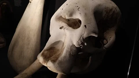Close view of a large animal skull in museum lighting highlighting bone texture  Stock Footage 320451268