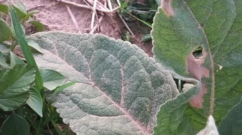 Close Up View of Large Broadleaf Rosette Weed on Farm Ground Foto stock