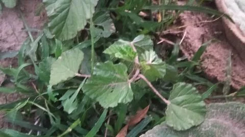 Close Up View of Large Broadleaf Rosette Weed on Farm Ground Фото