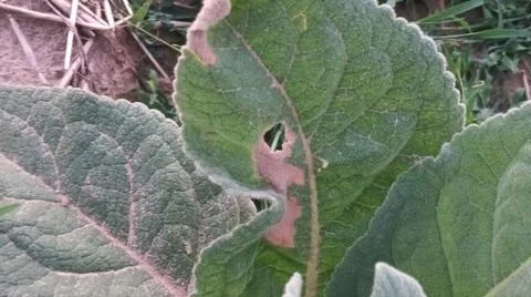 Close Up View of Large Broadleaf Rosette Weed on Farm Ground Stock-Fotos
