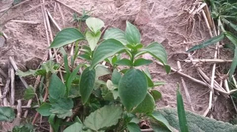 Close Up View of Large Broadleaf Rosette Weed on Farm Ground Stock-Fotos