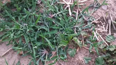 Close Up View of Large Broadleaf Rosette Weed on Farm Ground Foto stock