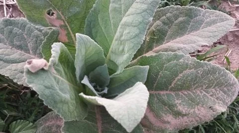Close Up View of Large Broadleaf Rosette Weed on Farm Ground Foto stock