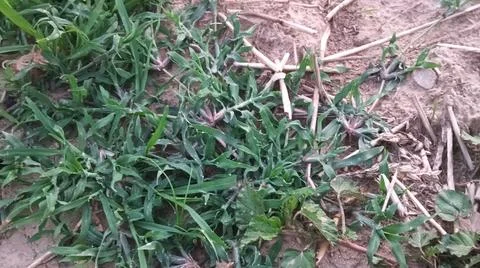 Close Up View of Large Broadleaf Rosette Weed on Farm Ground 스톡 사진