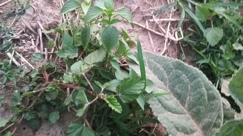 Close Up View of Large Broadleaf Rosette Weed on Farm Ground Фото