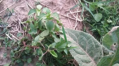 Close Up View of Large Broadleaf Rosette Weed on Farm Ground Stock-Fotos