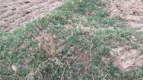 Close Up View of Large Broadleaf Rosette Weed on Farm Ground Stock-Fotos