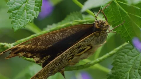 Close up view of a large brown butterfly Stock-Footage 251714254
