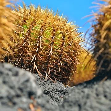 Close-up view of a large cactus, an echinocactus , Echinocactus grusonii, Stock Photos
