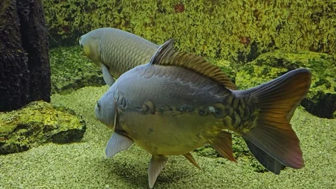 Close view of a large carp Stock Footage 295322827