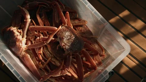 Close-up view of large catch of king crabs in plastic container on deck of yacht 動画素材 327346442