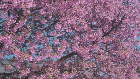 Close up view, large cherry blossom tree canopy filling frame. Dense pink sakura Stock Footage 338223692