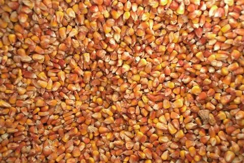 A close-up view of a large collection of dried corn kernels Stock Photos