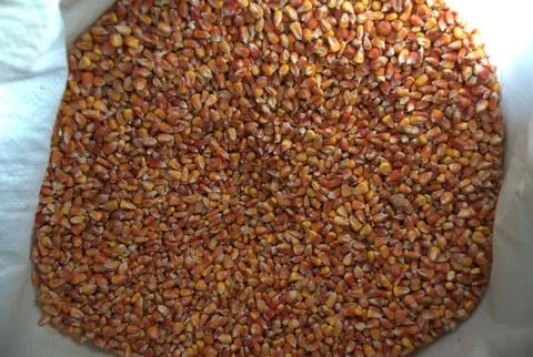 A close-up view of a large collection of dried corn kernels Stock Photos