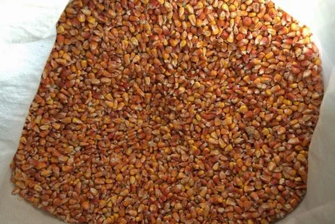 A close-up view of a large collection of dried corn kernels Stock Photos