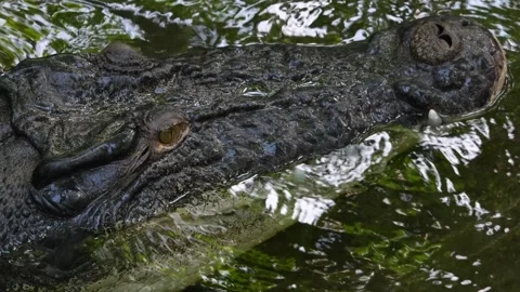 Close up view of  large Crocodile Stock Footage 263843730