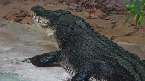 Close up view of  large Crocodile Stock Footage 263843926
