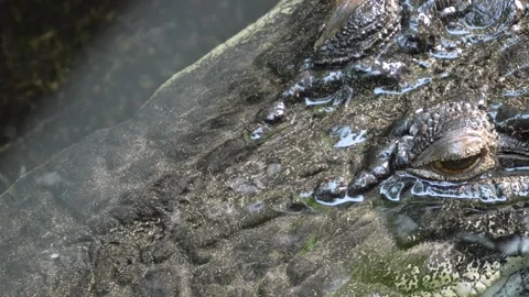 Close view of a large Crocodile Stock Footage 278050273