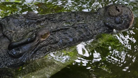 Close view of a large Crocodile head  Stock Footage 263931800