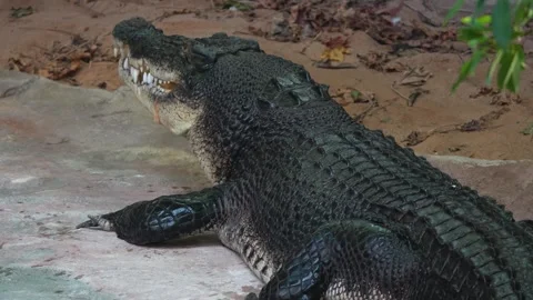 Close view of a large Crocodile on shore Stock Footage 263931936