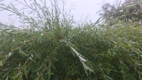 Close View Of Large Dense Green Willow Bush Shaken By Wind Stock Footage 348057848