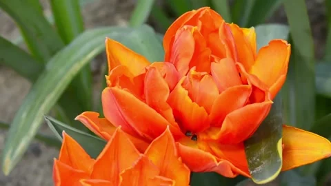 Close up view on large Field or meadow of red tulips. Field of peony tulips. Tul Stock Footage 187101140