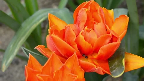 Close up view on large Field or meadow of red tulips. Field of peony tulips. Tul Video stock 187101191