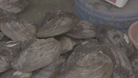 Close View of Large Fresh Clams at a Chinese Seafood Stall Stock Footage 340137630