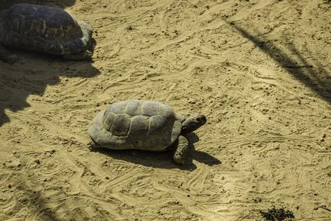 Close view of large galapagos tortoise in mud 库存照片