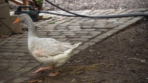 Close view of a large goose Stock Footage 289467047