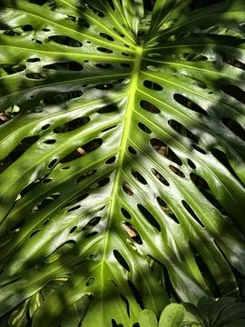 Close view of a large green leaf with holes, found in a tropical garden dur.. Stock Photos