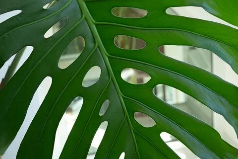 Close-up view of a large green monstera leaf highlighting its distinctive hol Stock Photos